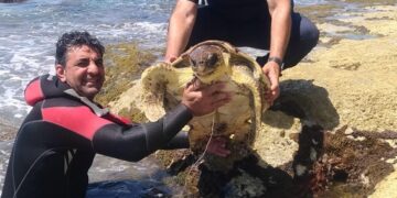 Tartaruga salvata nel mare di Sampieri