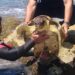 Tartaruga salvata nel mare di Sampieri