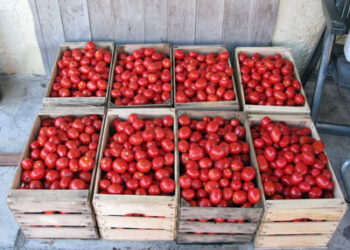 Vendevano frutta e verdura abusivamente a Marina di Ragusa, elevate sanzioni