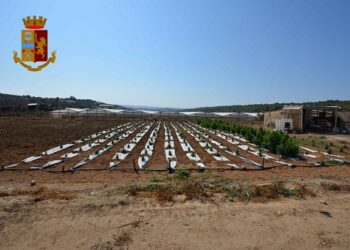 Una piantagione di marijuana sequestrata a Vittoria