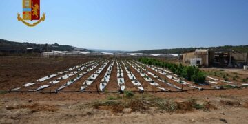 Una piantagione di marijuana sequestrata a Vittoria