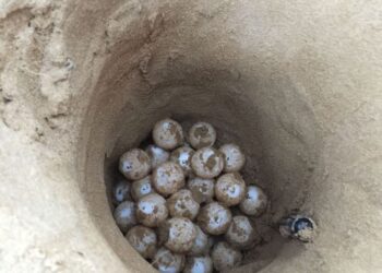 Nidi di Caretta Caretta a Marina di Modica e Maganuco