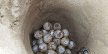 Nidi di Caretta Caretta a Marina di Modica e Maganuco