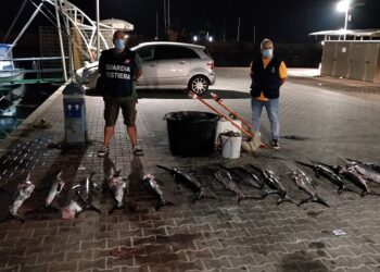 15 kg di pesce spada pescato abusivamente a Scoglitti