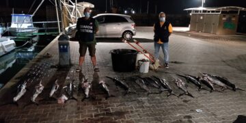 15 kg di pesce spada pescato abusivamente a Scoglitti