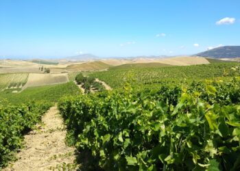 La prima vendemmia post lockdown: le previsioni parlano di un’ottima annata per i vini bianchi