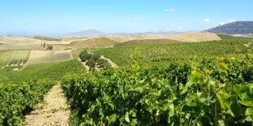 La prima vendemmia post lockdown: le previsioni parlano di un’ottima annata per i vini bianchi