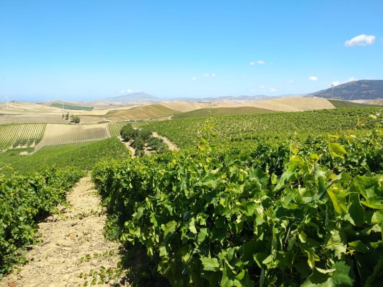 La prima vendemmia post lockdown: le previsioni parlano di un’ottima annata per i vini bianchi