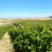 La prima vendemmia post lockdown: le previsioni parlano di un’ottima annata per i vini bianchi