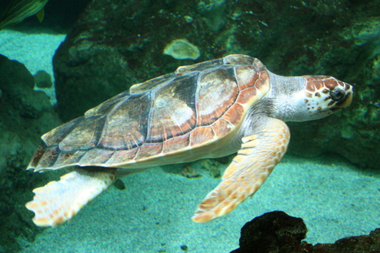 Una tartaruga sarà rimessa in libertà nel mare di Donnalucata