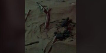 Si schiudono le uova della tartaruga che ha deposto a Playa Grande. VIDEO