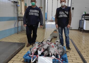 Sequestrato dalla capitaneria di porto di Pozzallo, pesce spada “sottomisura”