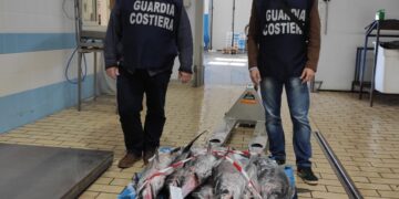 Sequestrato dalla capitaneria di porto di Pozzallo, pesce spada “sottomisura”