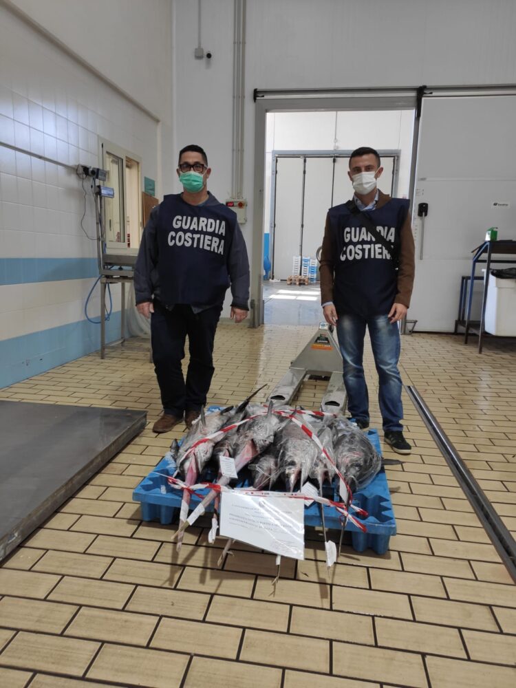 Sequestrato dalla capitaneria di porto di Pozzallo, pesce spada “sottomisura”