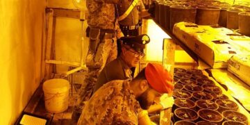 Una piantagione di marijuana in un bunker, arrestato a Comiso un 63enne