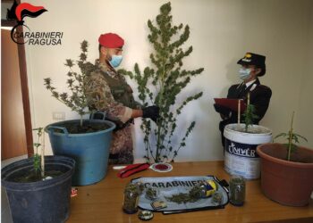 A Comiso scoperta piantagione di marijuana. Arrestato 29enne