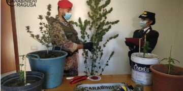 A Comiso scoperta piantagione di marijuana. Arrestato 29enne