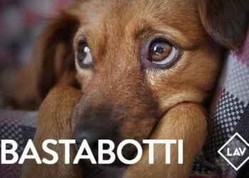 Arrivano le feste, l’appello della Lav: “Niente cuccioli sotto l’albero. Proteggiamoli dai botti”