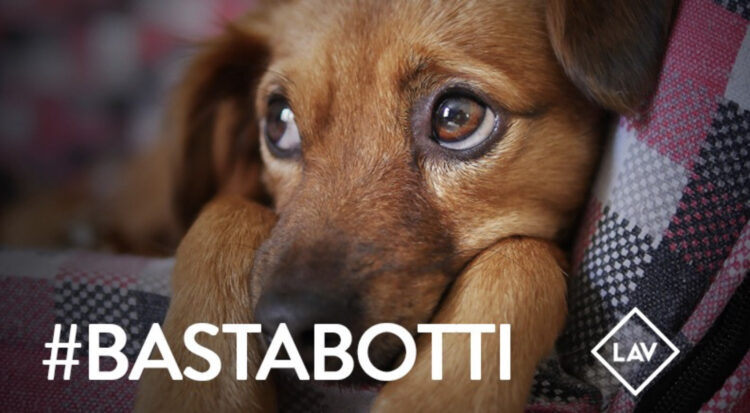 Arrivano le feste, l’appello della Lav: “Niente cuccioli sotto l’albero. Proteggiamoli dai botti”