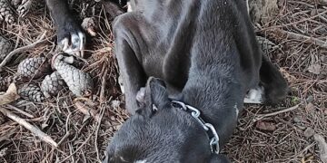 Vittoria: liberati cani denutriti e maltrattati. Uno purtroppo è morto