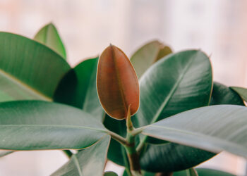 “Note di natura. Più ossigeno per l’arte”: il Natale del Teatro Donnafugata