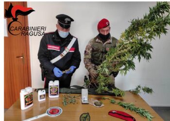 Trovato con due piante di cannabis: un arresto a Vittoria