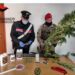 Trovato con due piante di cannabis: un arresto a Vittoria