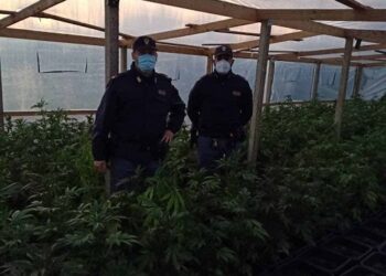 Una serra di marijuana trovata a Vittoria