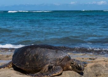 Tenta di rubare il guscio di una tartaruga Caretta Caretta sulla spiaggia di Scoglitti