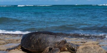 Tenta di rubare il guscio di una tartaruga Caretta Caretta sulla spiaggia di Scoglitti