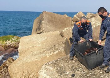 Sequestrati 1500 ricci di mare a Punta Braccetto