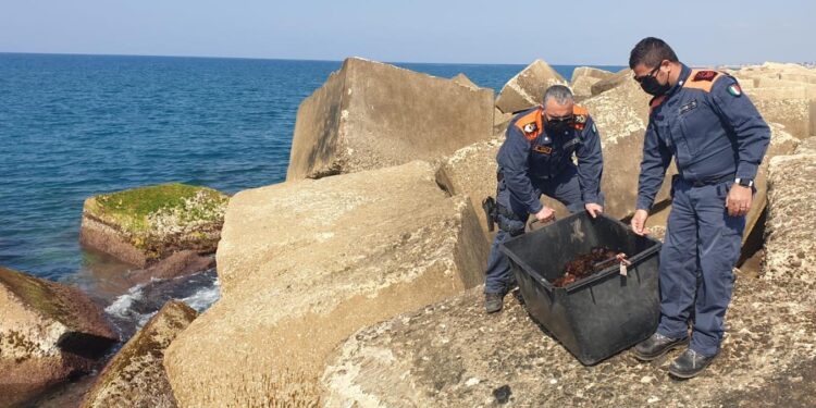 Sequestrati 1500 ricci di mare a Punta Braccetto
