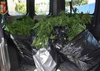 Scicli: scoperta piantagione di cannabis