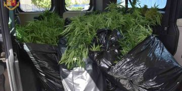 Scicli: scoperta piantagione di cannabis