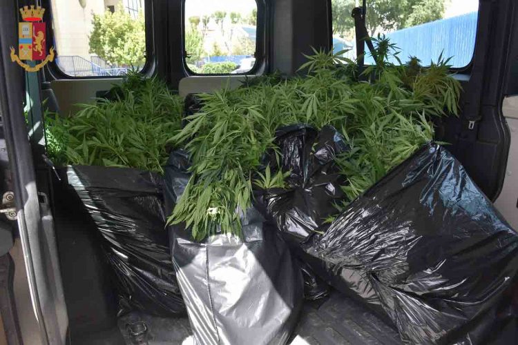Scicli: scoperta piantagione di cannabis