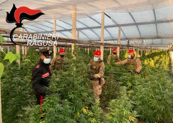 Vittoria: maxi piantagione di cannabis, due arresti. Sequestrate oltre mille piante