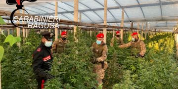 Vittoria: maxi piantagione di cannabis, due arresti. Sequestrate oltre mille piante