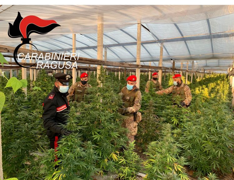 Vittoria: maxi piantagione di cannabis, due arresti. Sequestrate oltre mille piante