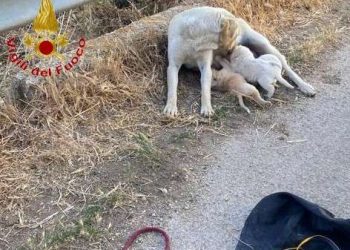 Tre cagnolini cadono accidentalmente in un fossato: salvati dai vigili del fuoco a Chiaramonte