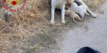 Tre cagnolini cadono accidentalmente in un fossato: salvati dai vigili del fuoco a Chiaramonte