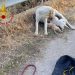 Tre cagnolini cadono accidentalmente in un fossato: salvati dai vigili del fuoco a Chiaramonte