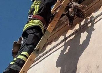 Ibla: allocco rimane impigliato fra le tegole, salvato dai vigili del fuoco