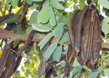 Pozzallo: arrestati marito e moglie ladri di carrube