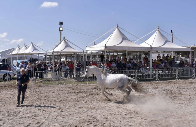 Ragusa: s’inaugura domani la Fiera agroalimentare mediterranea