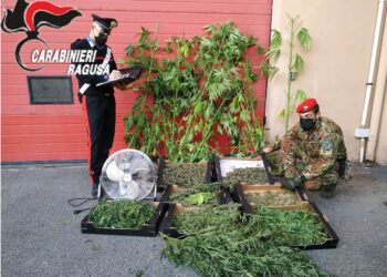 Droga trovata nelle serre. Arrestato agricoltore vittoriese