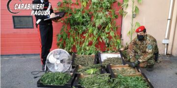 Droga trovata nelle serre. Arrestato agricoltore vittoriese
