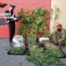Droga trovata nelle serre. Arrestato agricoltore vittoriese