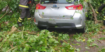 Vittoria: cade un albero su un’auto in sosta