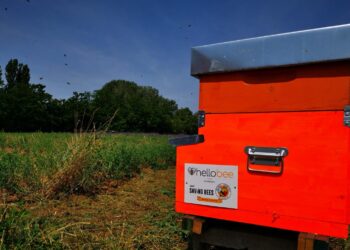 Modica: adotta un alveare a distanza. Un aiuto concreto per aiutare le api