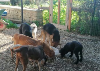 Canile abusivo a Scicli, liberati e trasferiti 21 cani